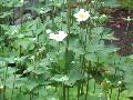 Japanese Anemone / Anemone japonica 